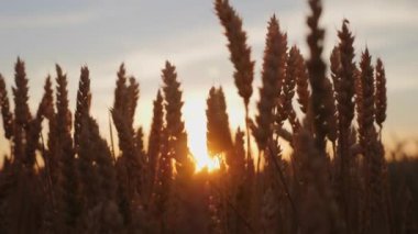 Güneşin altında buğday başakları