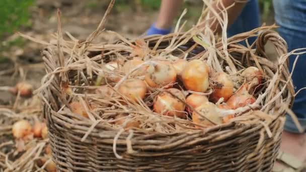 Yellow onion put in the basket. Slow motion — Stock Video