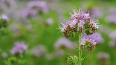 Arı polenleri phacelia