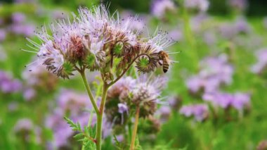 Arı polenleri phacelia. Close