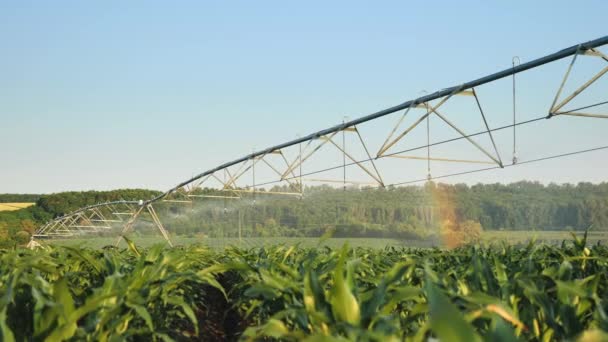 Système d'irrigation sur un champ de maïs par une journée ensoleillée — Video