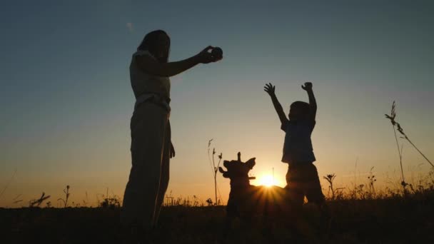 Femme avec bébé fils jouant avec chien à l'extérieur — Video