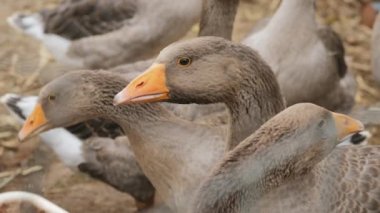 Bir çiftlikte yerli kazlar closeup