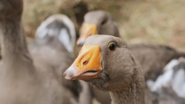 Aves de corral: retrato de un ganso en una granja — Vídeos de Stock