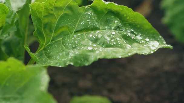 Groen blad van biet met waterdruppels — Stockvideo