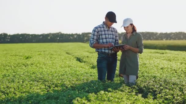 Agricultores com tablet trabalhando em um campo de grão de bico — Vídeo de Stock