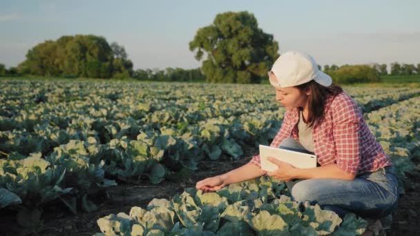 Jordbrukaren undersöker bladen av unga kål — Stockvideo