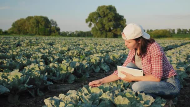 Agricultor examina las hojas de repollo joven — Vídeo de stock