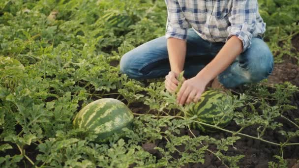 Hombre inspeccionando cultivo de sandía en el campo — Vídeos de Stock