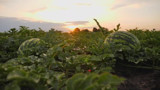 Gestreepte rijpe watermeloenen op de grond in een veld bij zonsondergang — Stockvideo