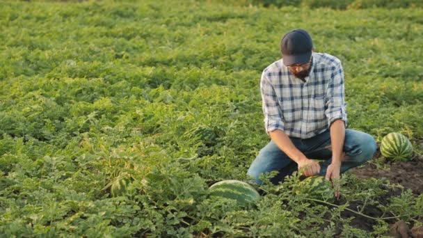Agricultor que inspeciona a cultura de melancia no campo — Vídeo de Stock