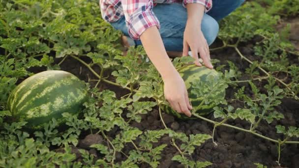 Frau inspiziert Wassermelonenernte auf Feld — Stockvideo