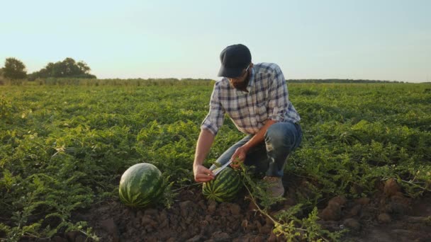 Farmer measuring a watermelon — Stock Video