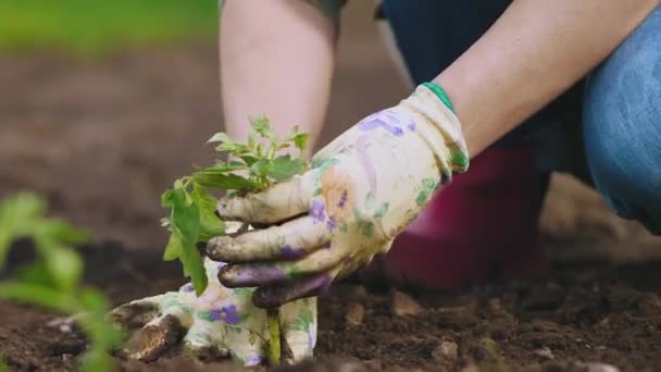 Manos femeninas plantando a tierra plántulas de tomate — Vídeo de stock