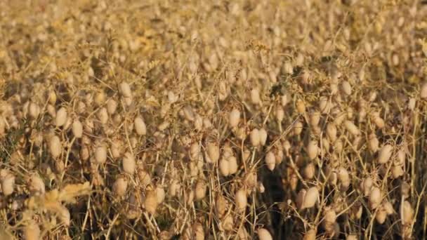 Chickpea field beans on the pod — Stock Video