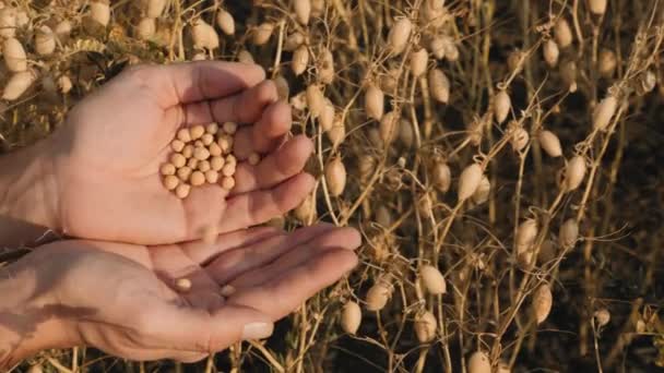 Agricultor examina frijoles de garbanzos maduros en sus manos — Vídeo de stock