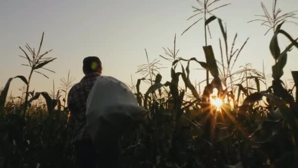 Mujer con bolsa llena de maíz en el campo — Vídeo de stock