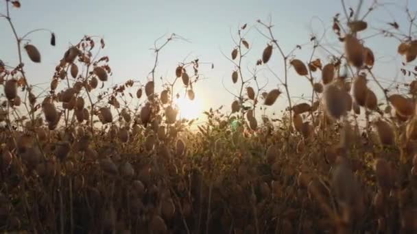 Droge rijpe bonen kikkererwten in een veld — Stockvideo