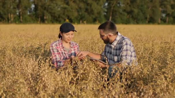 Agricoltori lavora in un campo di ceci, utilizzare tablet digitale — Video Stock
