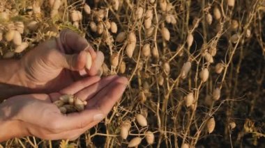 Çiftçi elinde nohut kapsülü açtı, yakın çekim