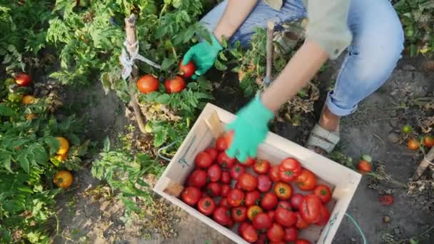 Женщина с видом сверху собирает урожай помидоров — стоковое видео