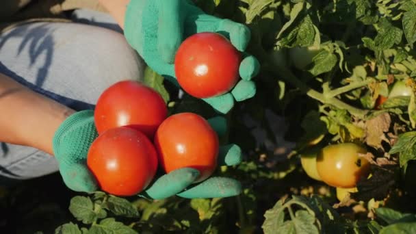 Close-up de mãos de fazendeiro segurando tomates — Vídeo de Stock