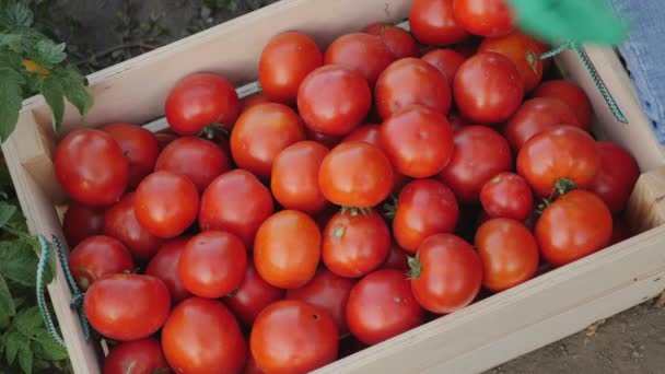 Руки женщины в перчатках кладут помидоры в деревянную коробку — стоковое видео