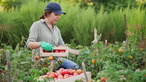 Mujer agricultora en un jardín de tomate mira a la cámara — Vídeos de Stock