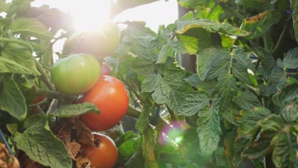 Woman rips from the bush ripe red tomatoes — Stock Video