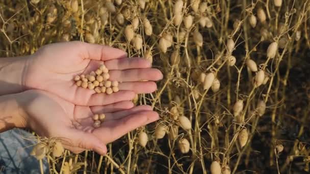 Mujer agricultora examina frijoles de garbanzos maduros en sus manos — Vídeo de stock