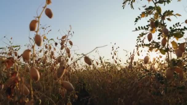 Kikkererwten veld klaar voor oogst — Stockvideo