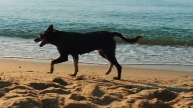 Evsiz köpek deniz kenarında koşuyor, yakın çekim