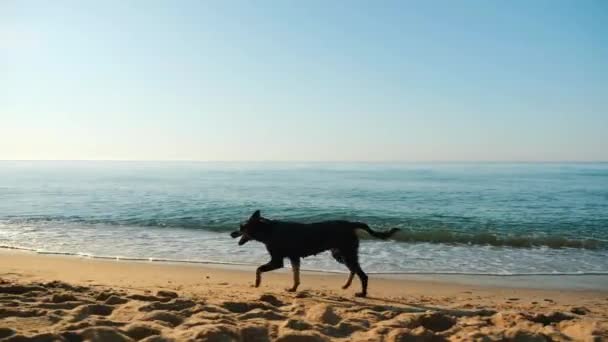 해변을 따라 달리는 노숙자 개 — 비디오