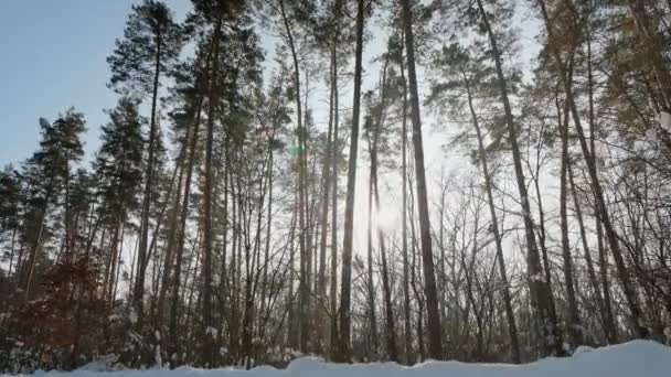 Feixes de sol quentes iluminando a floresta no inverno — Vídeo de Stock