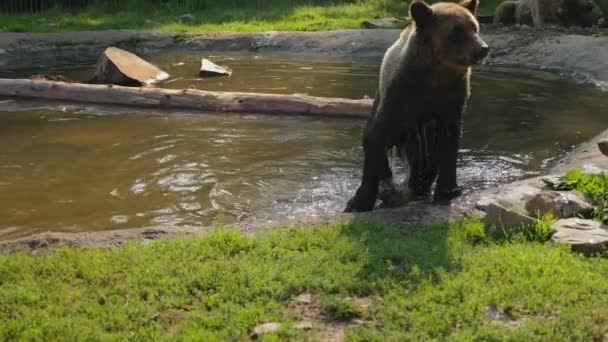 Brown bear shakes off water after swimming — Stock video