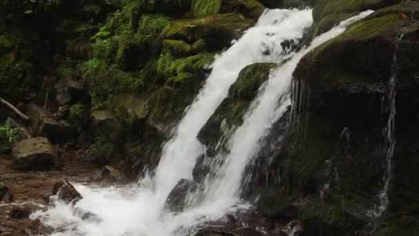 Un ruisseau d'eau à travers les pierres dans la mousse 