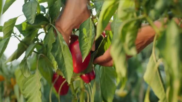 Mãos femininas colhem um pimentão em uma horta — Vídeo de Stock