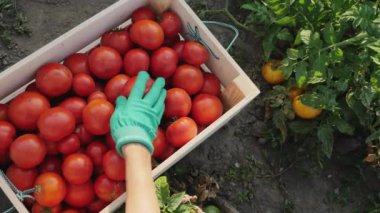 Üst görünümü kadın domates bir ürün alır