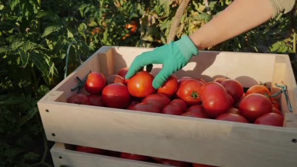 Фермер кладёт красные помидоры в деревянную коробку. Крупный план — стоковое видео