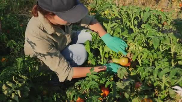 Chica recoge tomates rojos maduros de un arbusto — Vídeos de Stock