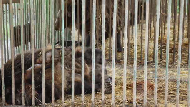 Бурый медведь лежит в стальной клетке, прячась за лапой — стоковое видео
