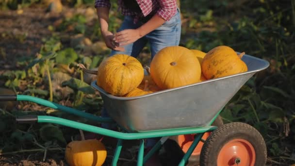 Putting pumpkin in a wheelbarrow — Stock Video