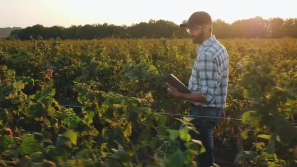 Мужчина осматривает урожай малины в поле — стоковое видео