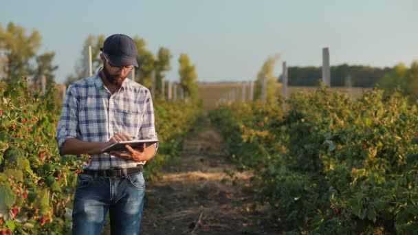 Agricultor trabalha com tablet em um campo com arbustos de framboesa — Vídeo de Stock