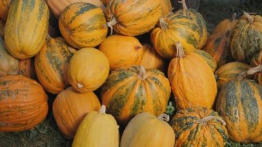 Yığında hasat edilen kabaklar