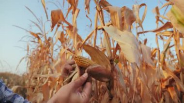 Tarlada mısır koçanını tutan çiftçi