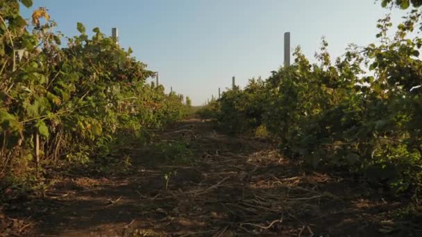 Sträucher mit Retonter Himbeeren im Herbst — Stockvideo