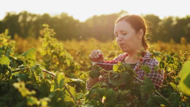 Young woman eats fresh, red raspberries — Stock Video