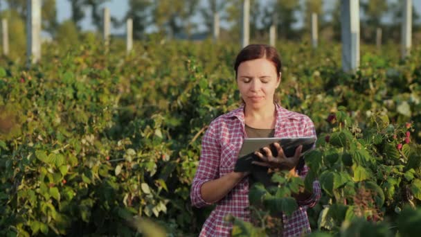 Woman farmer working with the tablet in the raspberry patch — Stock Video