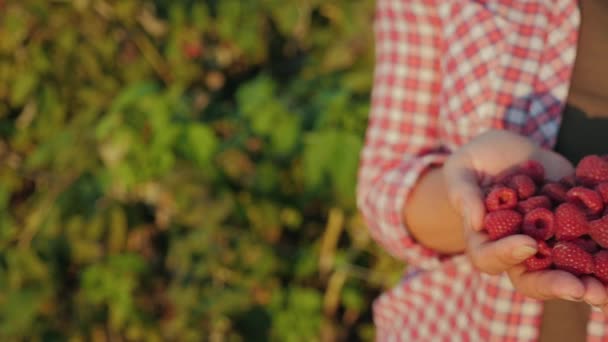 Girl holds raspberries in her hands, close-up — Stock Video